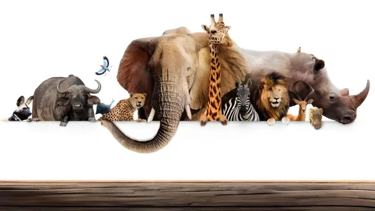 10 популярных мифов о животных: определишь, правда или ложь?