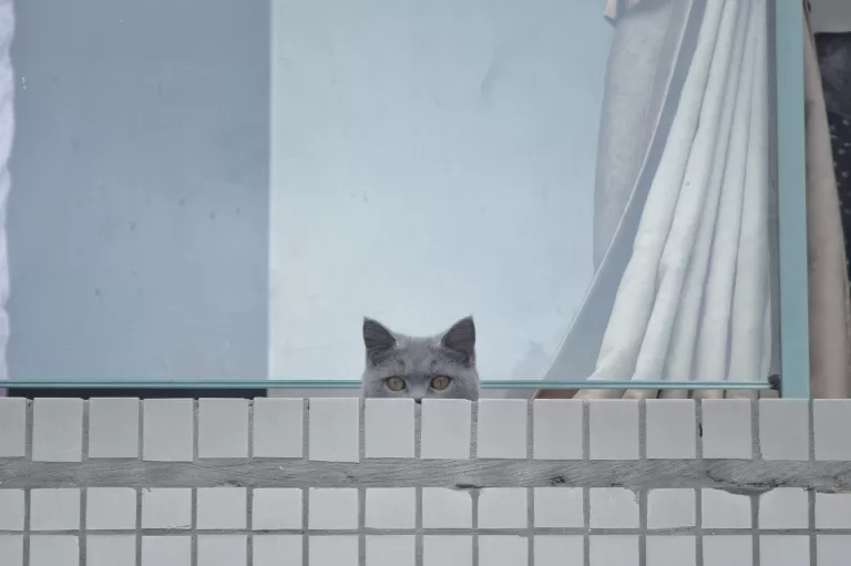 Выберите фразу о кошках и узнайте своё «Я»