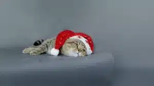 Школьница, узнай, как ты выглядишь после новогодних каникул?