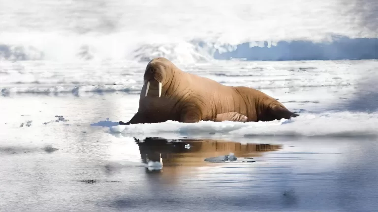 Вы сумели бы выжить в Арктике?