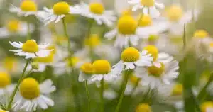 Погадай на ромашке и узнай, как он к тебе относится