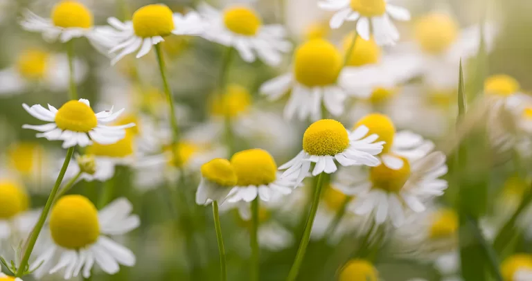 Погадай на ромашке и узнай, как он к тебе относится