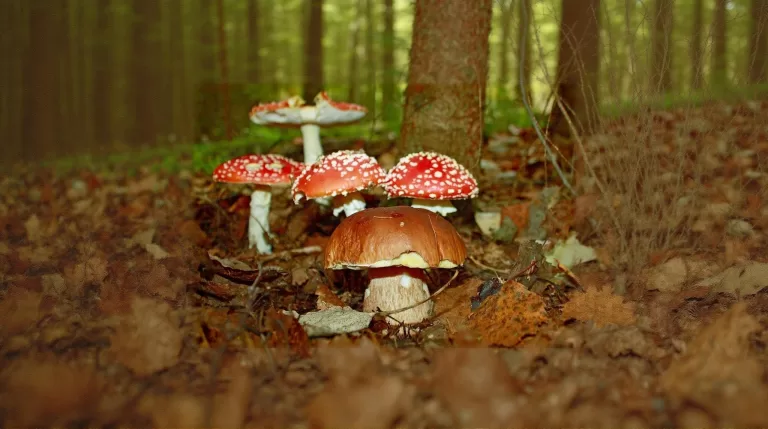 Съедобный или несъедобный гриб? Попробуйте отгадать!