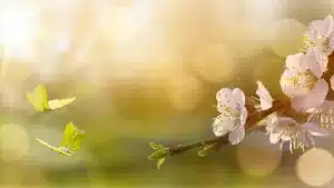 Угадаете авторов стихотворений о весне?