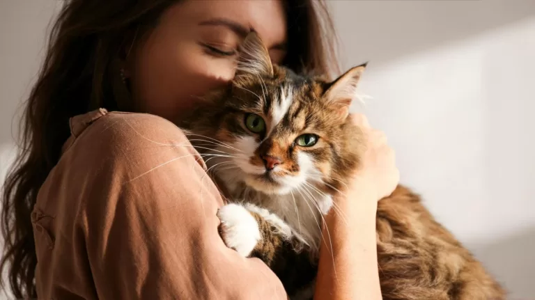 Выбери котика и узнай, как пройдет твой сентябрь