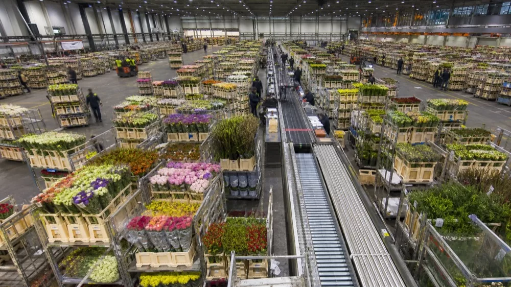 s12 06 flower logistics