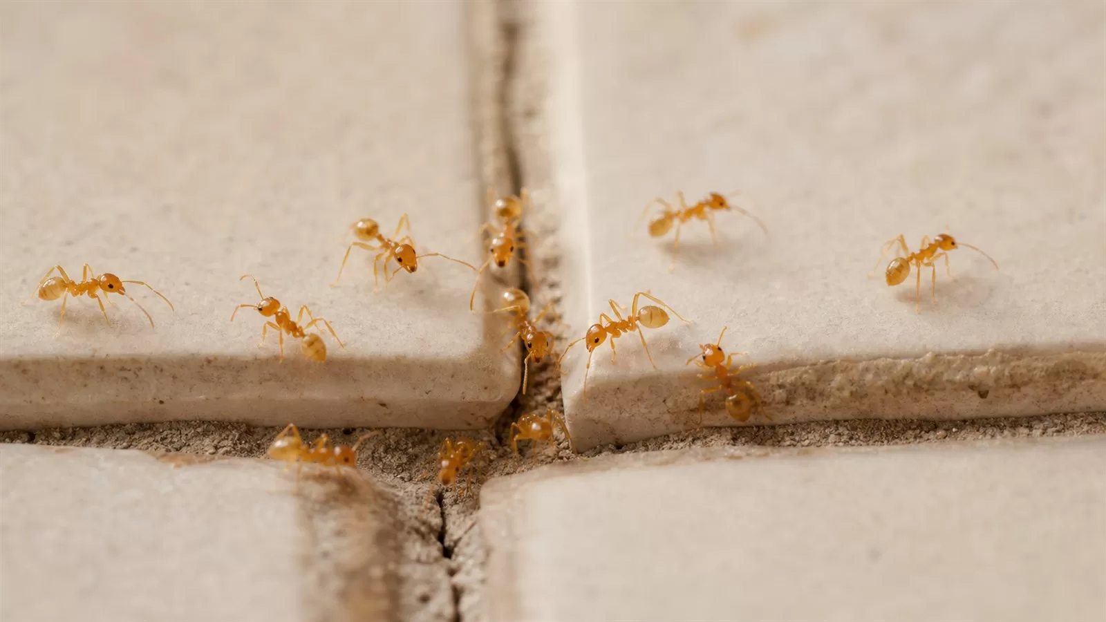q11 ants