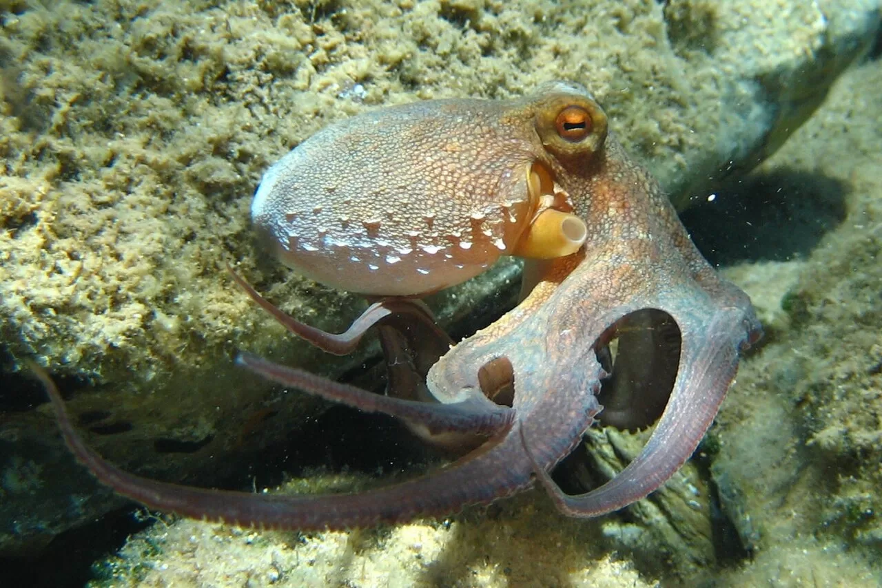 s06 03 octopus