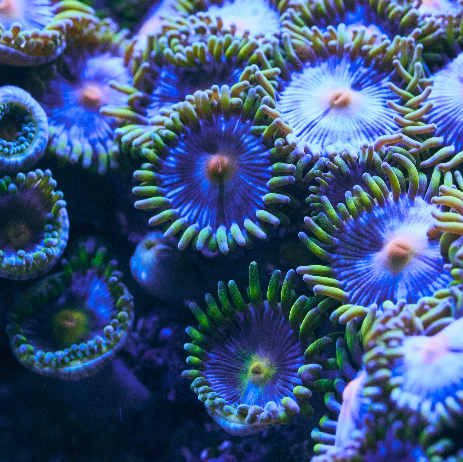 s06 11 coral polyps